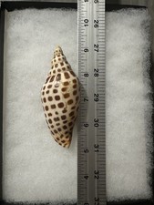 Scaphella Junonia Shell 4 Inches picture