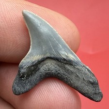 Giant Thresher Shark tooth Fossil - Rare 1.2” Collector Grade  picture