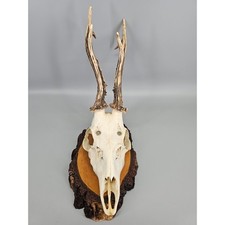 Black Forest Roe Deer Antler Skull 13in Vintage Birch Wood Wall Plaque Trophy picture