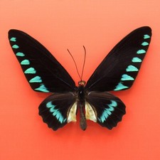 Real mounted butterfly - Trogonoptera trojana - Giant Palawan Birdwing - A1 picture