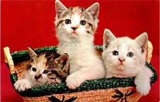 Basket of Cute Kittens Postcard picture
