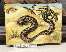 c1930s Sand Snake Trade Card Print by E. Heller #376 Austria L4 picture