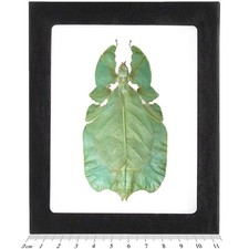 Phyllium pulchrifolium GREEN FORM FEMALE leaf mimic insect Indonesia FRAMED picture