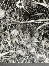 Antique Keystone Stereocard  ~ P- W8244 Song Sparrows In Their Nest ~ Birds P102 picture