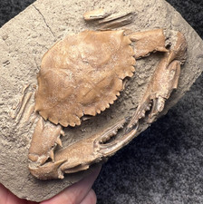 Exceptional Charybdis Fossil Crab – Highly Detailed, Indonesia ✅ picture