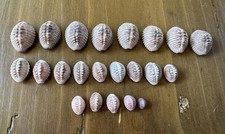 Vintage Pink Trivia Cowrie Shells Growth Series Collected 1978 Matanchen Bay Mex picture