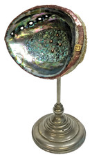 Abalone Seashell on Antique Stand Ken Reinhardt Assembled Aurene Blue Iridescent picture