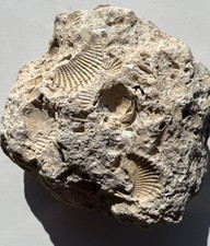 SEA BOTTOM CLAM CLUSTER FOSSIL ROCK.  10 + CLAMS -OTHER FOSSILS AMAZING DISPLAY. picture