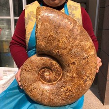 Huge 41 LB Natural Polished Ammonite Fossil Whole Crystal Specime Reiki Healing picture