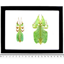 Phyllium pulchrifolium MALE + FEMALE PAIR green leaf mimic Indonesia FRAMED picture