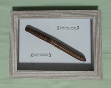 Taxidermy Real Giant Millipede South America In Grey Wooden Frame/Entomology picture