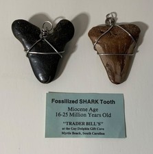 Fossilized Shark Tooth Pendant Lot (2) Wire Added Miocene Age Black & Brown picture