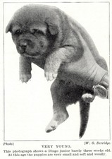 Dingo