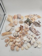 Huge Lot Of Sea Shells (Lot 3) picture