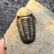 Exceptional Gerastos sp. Trilobite Fossil – Natural Two-Tone Color picture