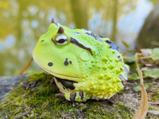 【In-Stock】 Animal Heavenly Body Horned Frog  ( B ) Collectible Figurine Statue picture