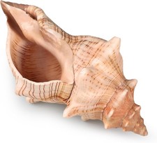Giant Natural Conch Shell, Striped Fox Conch Seashell 6-7 Inches, Large Sea Shel picture