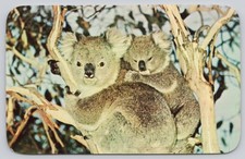 Vintage Plastichrome Koala with Baby Postcard Sydney Australia 1969 Posted picture