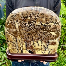 8.15LB Beautiful Natural Chinese Dendritic Limestone Picture Stone Guohua-Rare picture
