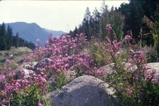 c1960's 35mm Slide Pink Fireweed Wildflowers Mountain Landscape Scenery Alpine picture