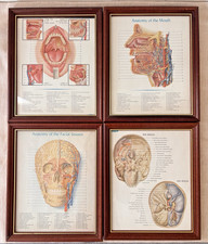 Vtg 1950s Paul Peck Lederle Dental Anatomy Prints Framed Set of 4 Medical Art picture
