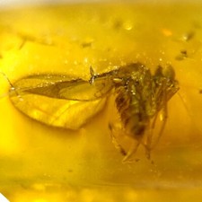 Baltic Amber Insect Inclusion with 4x Magnifying Case Includes COA picture