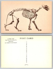 La Brea Lion Skeleton Fossil Los Angeles California Artvue Postcard picture