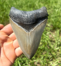 Georgia megalodon tooth (4.80) picture