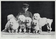 Poodle Family