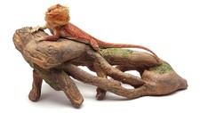 Gnarled Large Root, Brown, Reptile Habitat Accessory picture
