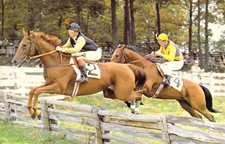 1980 VA Middleburg Hunt Horse Race Point to Point Glenwood Course Postcard A98 picture