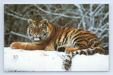 Siberian Tiger in Snow WWF Wildlife Nature Postcard Big Cat Winter Scene picture