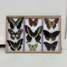 Vintage Real Butterfly Taxidermy Shadow Box Framed Entomology Art Display 9pc picture
