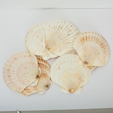 Natural Scallop Japan Vintage Set Of 6 Shells Efcco picture