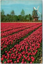 Postcard - Garden of Europe - Lisse, Netherlands P-27704 picture