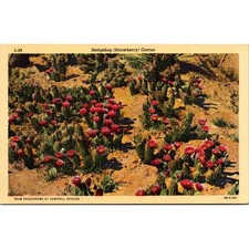 Hedgehog Strawberry Cactus Vintage Postcard SPI17 picture
