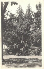 RPPC Madison Wisconsin Miller Park on Route No. 10 - early 1900s picture