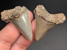 Gorgeous Quality Pair Of Angustiden Shark Teeth SC Megalodon Genuine Fossils picture