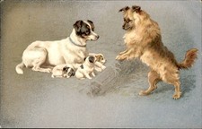 Playful Dogs with Tiny Puppies Dogs and Puppies c1900s-10s Vintage Postcard picture