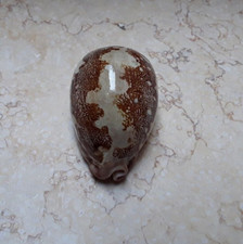 F Cypraea mappa rosea singularis HUGE SIZE 85.5mm F++++F+++ WOW great pattern picture