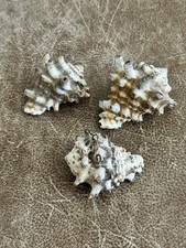 Vintage Vasum Turbinellus “Pacific Vase” Seashell 2” Indo-Pacific Set of  3 Rare picture