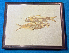 Pre-Owned Framed Knightia Fish Fossils picture
