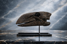 Gastornis Diatryma Cranium Replica Eocene Prehistoric Bird Museum Quality New picture