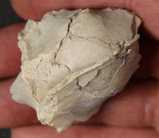 For Your Favorite Fossil Zombie, A Fossil Cranium picture