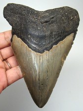 MEGALODON Shark tooth Real Fossil XL 5.09” - LARGE Shark teeth NO Restorations picture