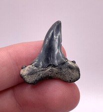 Rare CUSPED Retroflexus Mako Shark Tooth Fossil from Charleston SC 1.14” picture