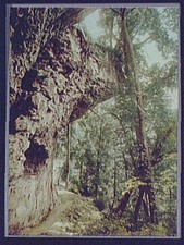 Photo:Niagara Glen Ontario Canada Footpath Forest Trees c1898 picture