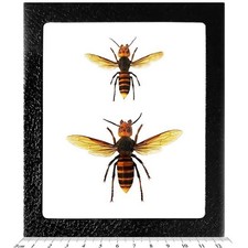 Vespa mandarinia WORKER + QUEEN wasp murder hornet Japan picture