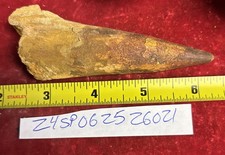 4 3/8 inch Authentic spinosaurus tooth picture