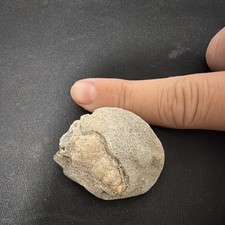 Natural Shell Fossil Specimen Embedded in Rock Matrix - Natural Stone Fossil picture